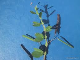 Image result for Chamaecrista wittei