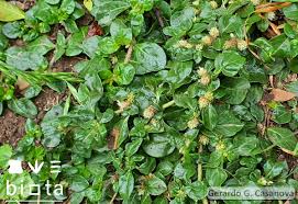 Image result for Alternanthera caracasana