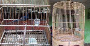 Jenis sangkar burung murai batu medan sangkar burung mempunyai banyak manfaat bagi para hal ini akan efektif bila si pemilik memberikan perhatian kepada burung murai batu tersebut. Tips Membuat Kandang Sangkar Ternak Burung Murai Batu Yang Sederhana Ideal Dan Minimalis