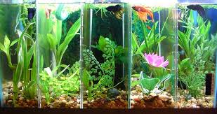 They do best in small tanks with regular water changes, although because they are labyrinth fish. Best Plants For Your Betta Aquarium Nice Betta Thailand Co Ltd