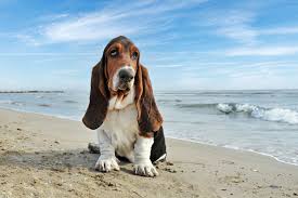 Image result for basset hound