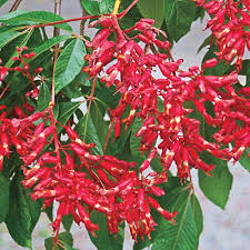 They flower, develop, and drop their seeds, and a new generation of plants as the leaves unfurl in spring, they have a purplish cast before turning green. Spring Hill Nurseries Red Flowers Red Buckeye Aesculus Tree Live Bareroot Tree 1 Pack 81185 The Home Depot