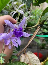 Image result for Verbenaceae