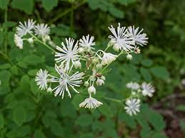 Image result for Thalictrum