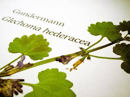 Gundermann Herbs Hair Accessories Beauty