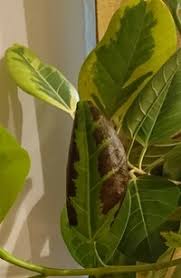 アルテシーマの葉がふやけてる 観葉植物のアルテシーマを 野外 Yahoo 知恵袋