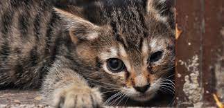 Tranende Augen Bei Meiner Katze Was Steckt Dahinter Tiermedizin Dr Gumpert