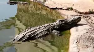 Taman safari indonesia juga membuka tempat wisata di daerah lain yaitu taman safari indonesia 2 terletak di lereng gunung arjuno, kecamatan prigen, kabupaten pasuruan, jawa timur, serta taman buaya: Buaya Makan Stok Video Buaya Makan Rekaman Bebas Royalti Depositphotos