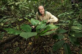 Image result for Palisota