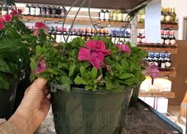 One is their unique shopping cart system, which requires you to insert a quarter to unlock a cart. Hanging Flower Baskets Only 6 49 At Aldi More