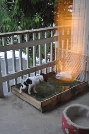 the adventures of kym dustin d i y patio dog grass