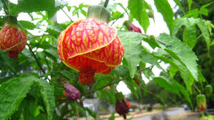 Image result for Abutilon lauraster