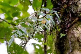 Image result for Asplenium hemitomum