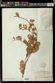 Image result for Bridelia duvigneaudii