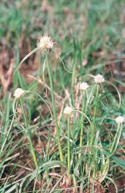 Image result for Pycreus macrostachyus