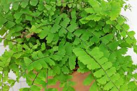 Image result for Adiantum comorense