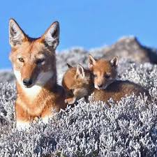 Fox blocks presents the following outline designed to help project managers maneuver the commercial construction process. Michuu General Construction Plc Facebook