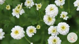 White Wonder Double Feverfew Growing Flowers From Seed Gardening For B Flower Seeds Growing Flowers Feverfew