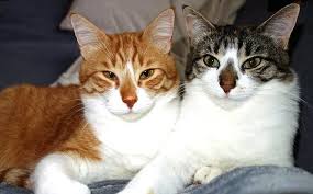 We give you the choicest names among all of them. Top 150 Kitten Pair Names Name Ideas For Pairs Of Cats Petpress
