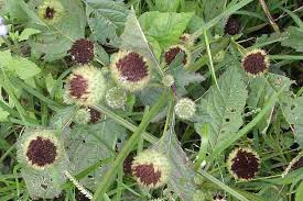 Image result for Hyptis