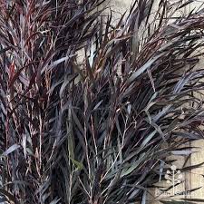 Image result for Agonis