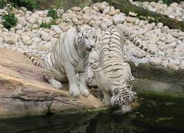 Suelen variar su alimentación y llegan hasta el punto de. Hd White Tigres Wallpapers Peakpx