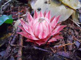 Image result for Thonningia