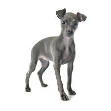 The appearance of miniature italian greyhounds. Petland Florida