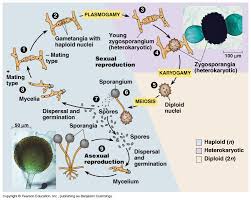 Image result for Zygotritonia