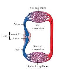 It is at the expense of these valves that blood flows in only one direction, excluding reverse casting. Circulatory Systems In Animals Transport Systems In Animals Siyavula