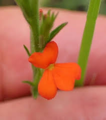 Image result for Striga asiatica