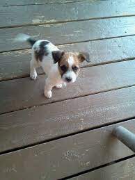 A 7 Week Old Jackhuahua Or Jack Russell Chihuahua Mix Cute Little Dogs Jack Russell Chihuahua Mix