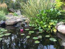 Once your pond or pondless waterfall is up and running, complete ponds carries a complete line of energy efficient pond pumps, uv lights, pond liners, pond filters, water treatments, koi, goldfish, and a variety of pond plants. The Pond Co Mn Fish Ponds Fountains Waterfalls Maintenance Bloomington Mn Pond Contractor Services