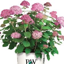 Image result for Hydrangea arborescens Pink Anabelle