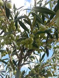 Pin By Barnaby Dorfman On California Olive Ranch Harvest 2012 Wine Country California California Olive Ranch Green Olives