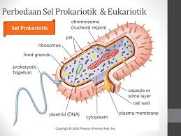 We did not find results for: Prokariotik Eukariotik Sel Hewan Dan Sel Tumbuhan Ppt Download