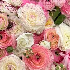 Image result for Ranunculus  cooleyae