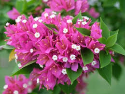 Different color flowers on same plant. Bougainvillea Changed Color Reasons For Color Changing Bougainvillea Flowers
