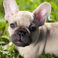 The last thing they want is to have you bring your dog home only to encounter disaster. French Bulldog Puppy French Bulldog Breed Information