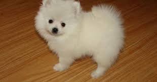 Black And Brown Pomeranian Price Teacup Pug Puppy Prices Snow White Teacup Pomeranian Puppy Cute Home Of London 250 Price Gbp Toy Pomeranian Puppies Puppy Adoption Pomeranian Puppy