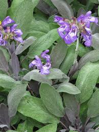 Everey serious herb gardener needs a sage plant! Salvia Officinalis Kitchen Sage Country Farm Perennials