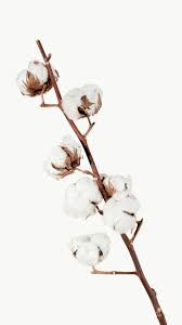 Download Premium Png Of Dried Natural Cotton Branch Transparent Png 2255351 In 2020 Cotton Branches Flower Background Iphone Dried Flowers