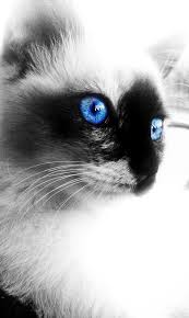 Beautiful Black And White Cat With Blue Eyes Sapphire Cat With Blue Eyes Sapphire Eyes Blue Cats