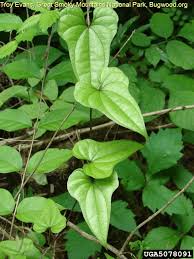 Image result for Dioscorea schimperiana