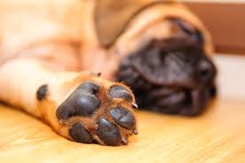 That is why it is essential to learn about paw pad calluses. 4 Things You Should Know About Your Dog S Paws How I Met My Dog