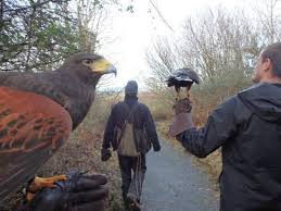 Irish Birds Of Prey Images Aillwee Cave Ballyvaughan Ireland County Clare Burren Ireland