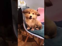 Here are specialists who are really passionate about we're the #1 pet store in nyc serving all residents of ny, nj, and beyond. Your Ultimate Guide To The Corgi Golden Retriever Mix Dog K9 Web