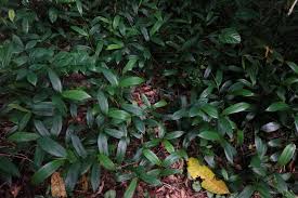 Image result for Elatostema monticola