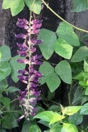 Image result for Mucuna poggei
