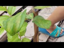 Bidara yang ditanam secara vegetatif mempunyai keunggulan bisa. Pokok Bidara Kampung Berduri Youtube